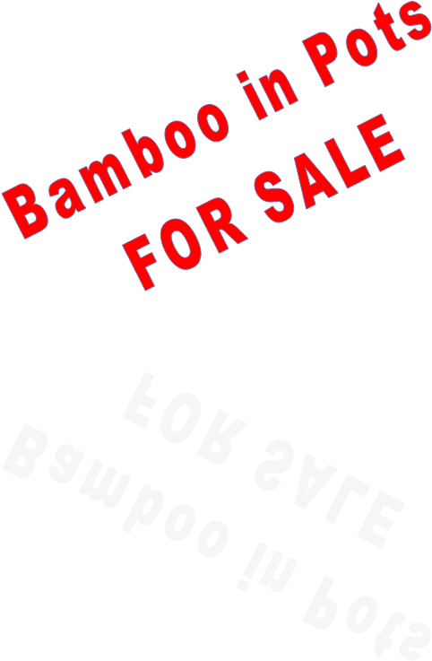 Bamboo in Pots
FOR SALE